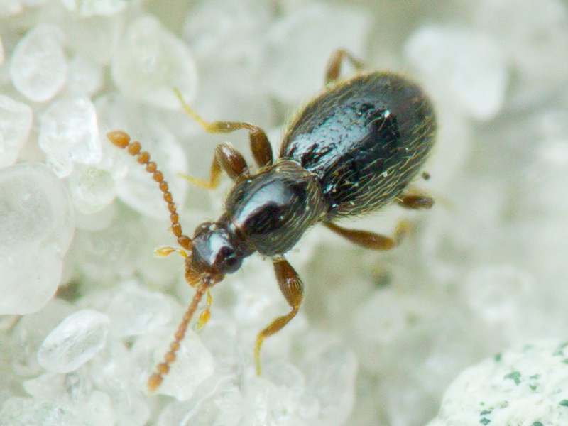 Scydmaenidae Leach, 1815